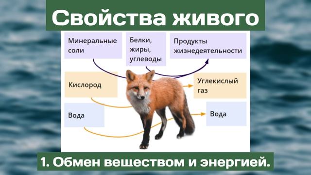 Живая и неживая природа