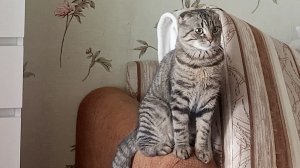 дрессируем кота😺