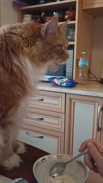 Мейн -куна красавцы ♥️🥰