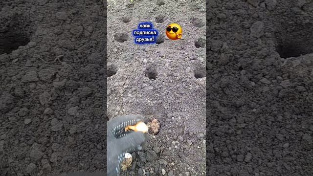 ЧУДО УДОБРЕНИЕ 2026!
Эксперимент над луком!
Часть1