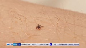 Змеи и клещи: кузбассовцам рассказали, как оказать первую помощь при укусе