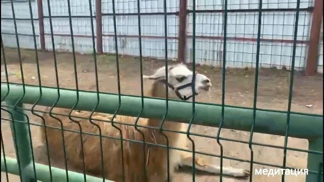ВЛОГ: Зоопарк. Город профессий. ЗАВТРАДРР.