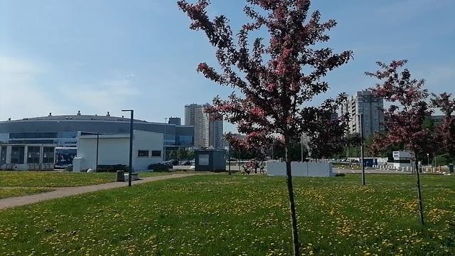 Яблони на работе еще больше цветут