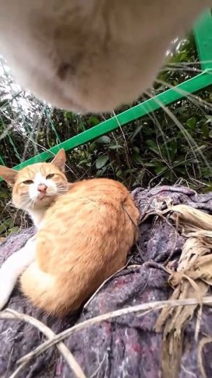 СМЕШНЫЕ КОТЫ 😺 2026 ЛУЧШИЕ ПРИКОЛЫ С КОТАМИ ,КОШКАМИ ,ЖИВОТНЫЕ,СМЕШНЫЕ ВИДЕО