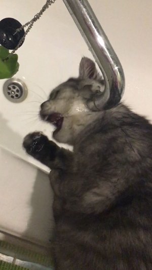 Мойдодыр: «кот, который моется сам»