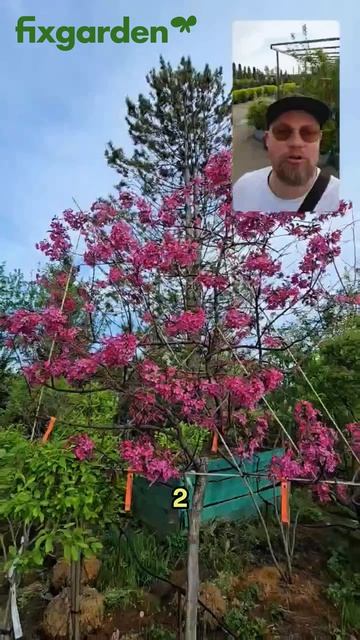 Новинки на площадке питомника растений Фиксгарден