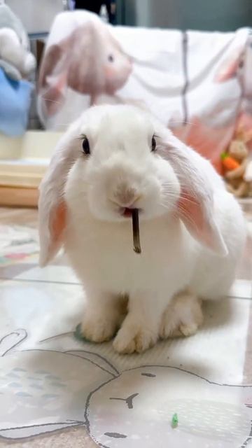 Красивый кролик🐰