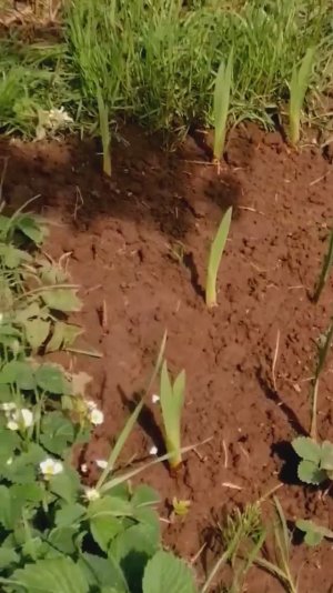 ЕЩЁ 🌱ГЛАДИОЛУСЫ И ЕЩЕ 🍓 КЛУБНИЧКА)