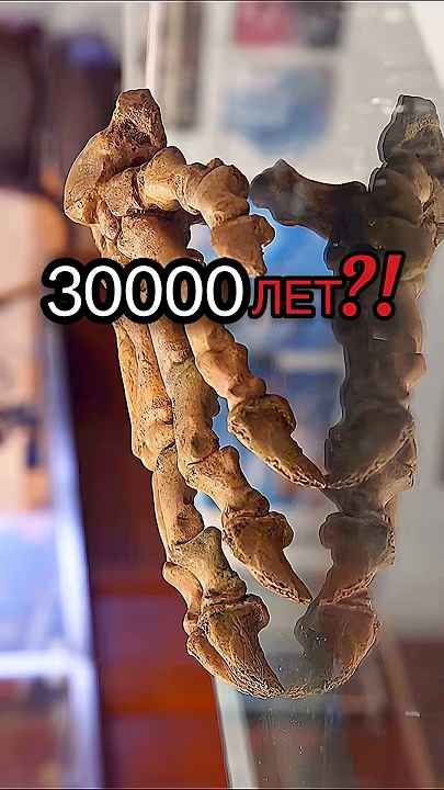 ЕЙ 30 000 ЛЕТ… И ЭТО ПРИНЕСЛИ В ЛОМБАРД! 😱 #звездыломбарда #ломбард #антиквариат
