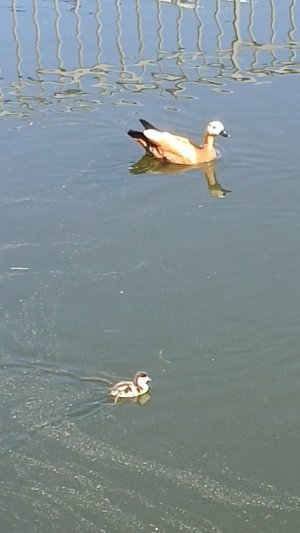 Утята