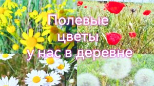 ВИДЕО ПРИВЕТ 20 МАЯ 2026: ПОЛЕВЫЕ ЦВЕТЫ В ПОСЕЛКЕ