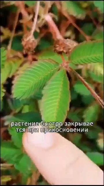 Растения
