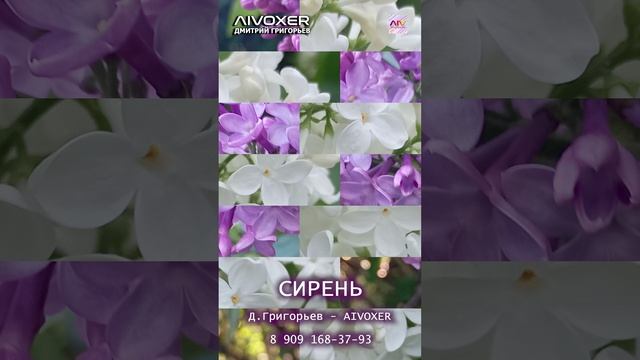 Сирень — Пять лепестков (инди-баллада о любви и мае / Песня про удачу AIVOXER #сирень #пятьлепестков