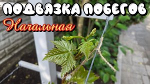 ПОДВЯЗКА ПОБЕГОВ винограда. Начальная.