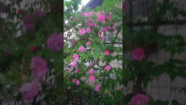 1000189133.mp4