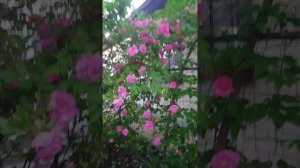 1000189133.mp4
