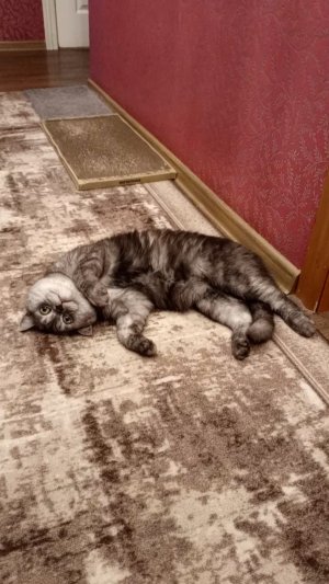 Текущее настроение: котик. Со звуком🔊🎵 🎧