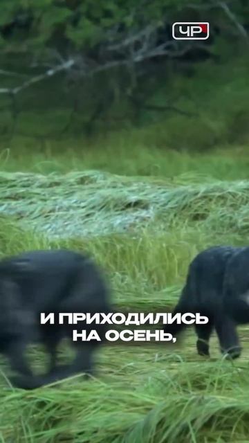 Волки нападают на скот в Акшинском округе