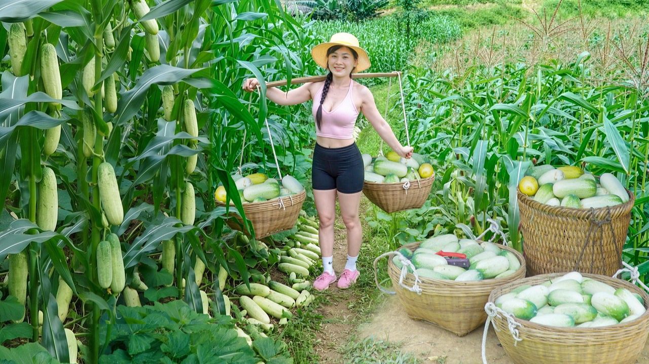 Сбор большого количества огурцов, выращенных на кукурузном холме, для продажи на рынке. Нхат.