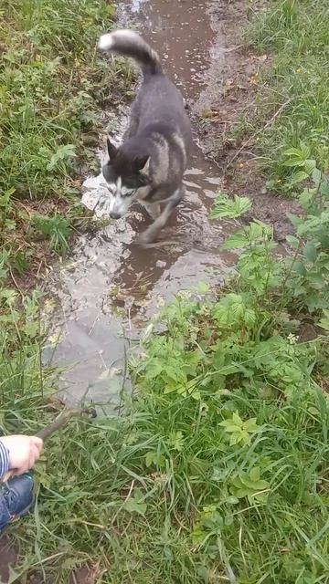 я в детстве имоя собака с котом