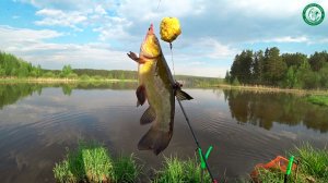 МОСТЫРКА ИЛИ МОЯ ПРИКОРМКА? ЛИНЬ НА ДОНКИ НА ВЕЧЕРКЕ РЫБАЛКА У ДОМА, ОКУНЬ НА УЛЬТРАЛАЙТ НА РЕЗИНУ!