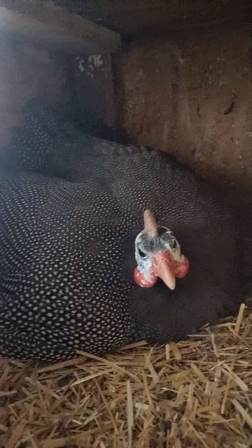 Цесарка в гнезда