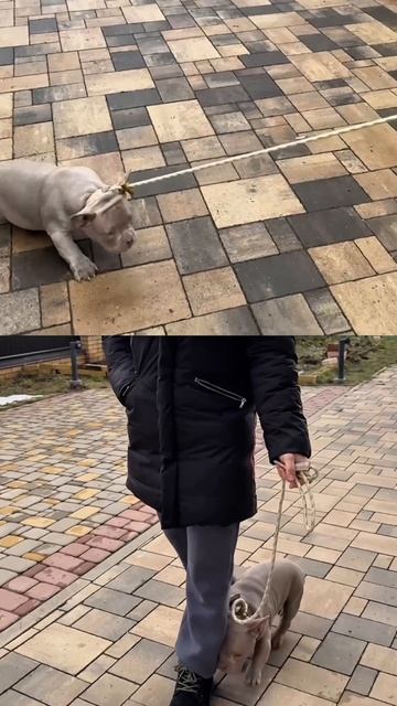 Другие заводчики вам этого не расскажут! Что должен уметь щенок в пять месяцев?
