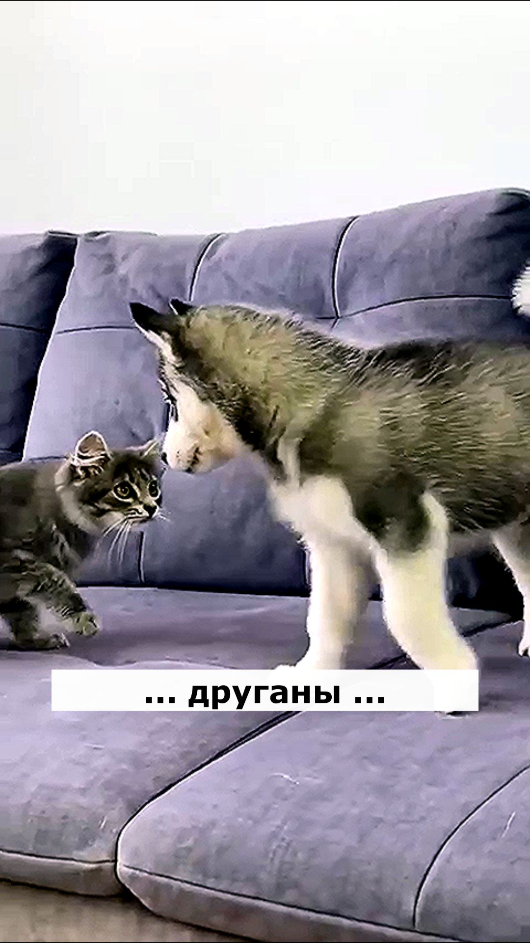 Друганы. Кот и щенок. Астральные котики.#котик #нежность #юмор #прикол #шутка #позитив #настроение