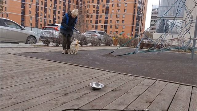 Руся высыл к миске