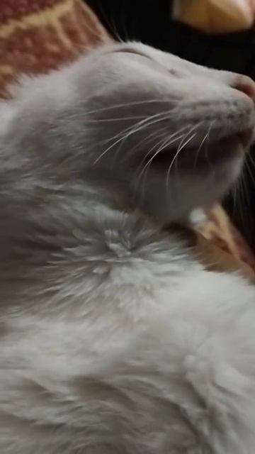 растяг кота