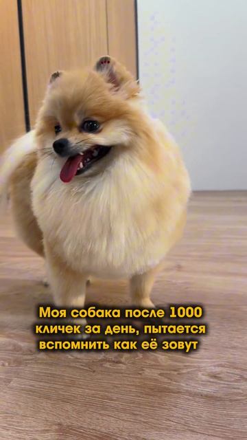 А вы тоже любите своих питомцев называть всеми милыми словами 😍😅