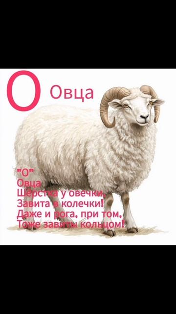 Буква О Овца