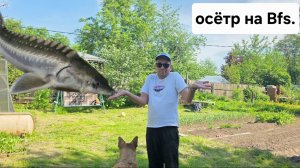 Осетр за хвост.рыбалка на ВДНХ на Bfs снасть.2К