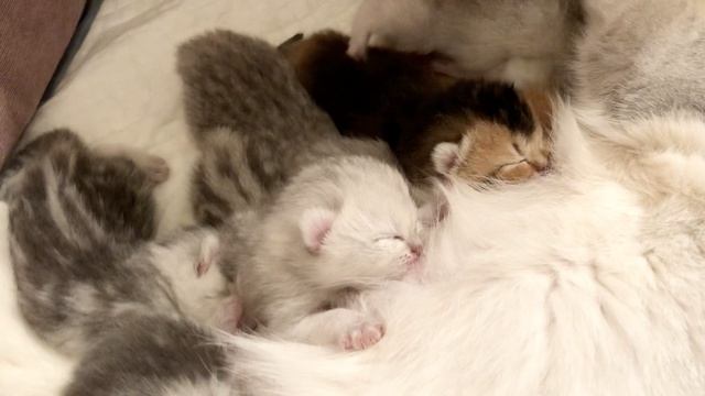 Котятам 7 дней.