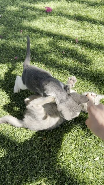 Котики Играют