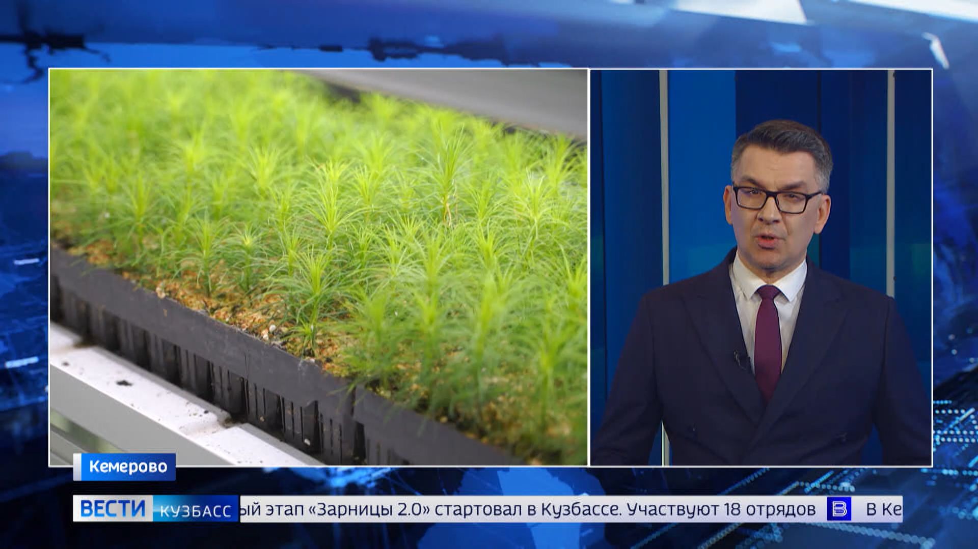 Учёные КемГУ получили патент на уникальный способ выращивания сосны