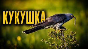 Кукушка с добычей