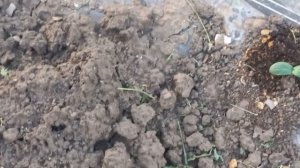 КУРАЖ ПОД ПЛЁНКУ ВСХОДИТ