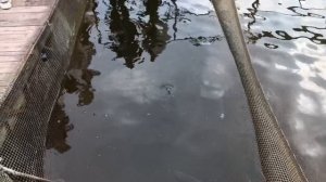 Старики и Рыбки