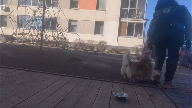 Руся высыл к миске170426