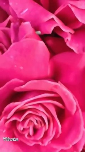 🥰 Оставляйте реакции, если понравилась открытка и делитесь с близкими ❤️