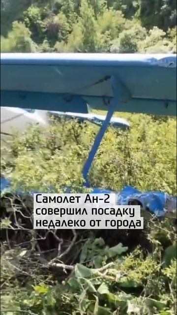 Кукурузник сел в кустах под Алматы