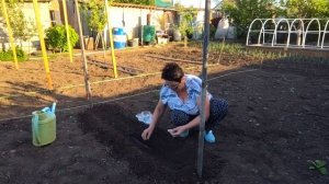 ЖИЗНЬ В СЕЛЕ:ПОСАДИЛА ОГУРЦЫ