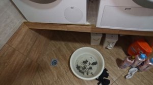 Стиральная машина Bosch не сливала воду.