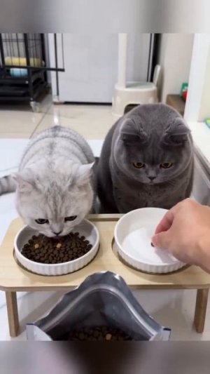 Котэ