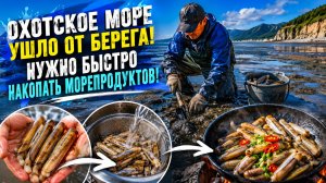УСПЕТЬ ДО ПРИЛИВА: как на Охотском море добывают деликатесы голыми руками