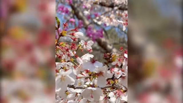 Сакура 🌸🌸🌸