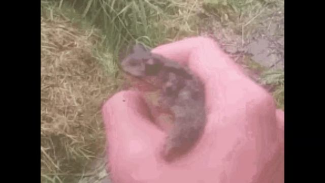 лягушки Эдит