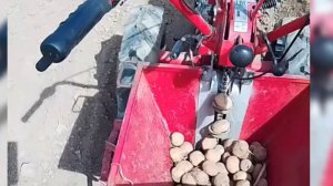Садим картошку мотоблоком МТЗ с заводской картофелесажалкой