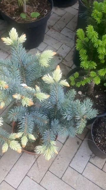 ❤🌲Ель Биалобок 
✔Продажа растений в макс и телеграм канале: Https://t.me/love_is_hvoiny_dvorik
🚛🪴Отп